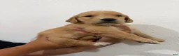 Golden Retriever dogs for sale: Gold Girl - Ad 3