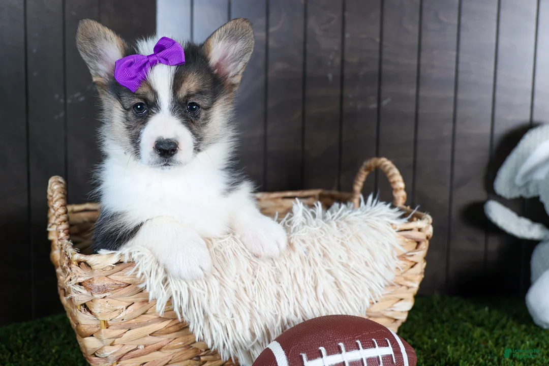 Welsh Corgi Pembroke dogs for sale: Ramona - Ad 1