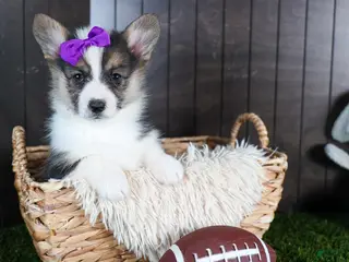 Welsh Corgi Pembroke dogs for sale: Ramona - Ad 2