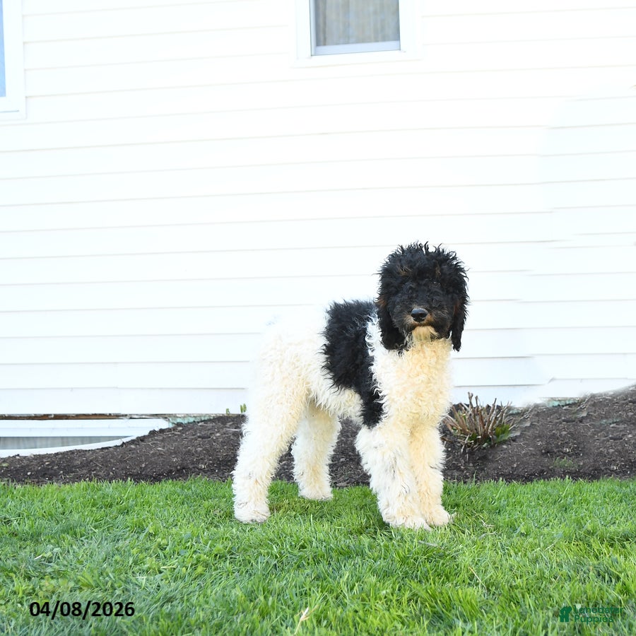 Standard Poodle dogs Murphy - Ad 1