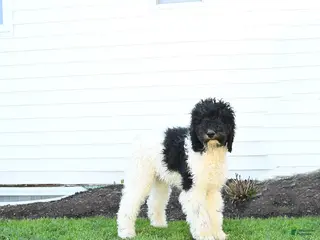 Standard Poodle dogs for sale: Murphy - Ad 1