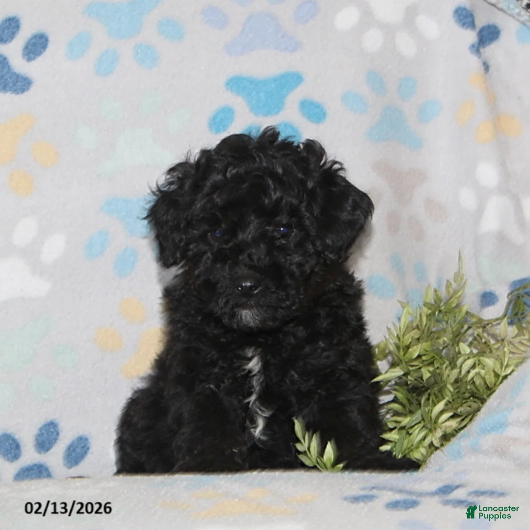 Toy Poodle dogs for sale: Tyler - Ad 4