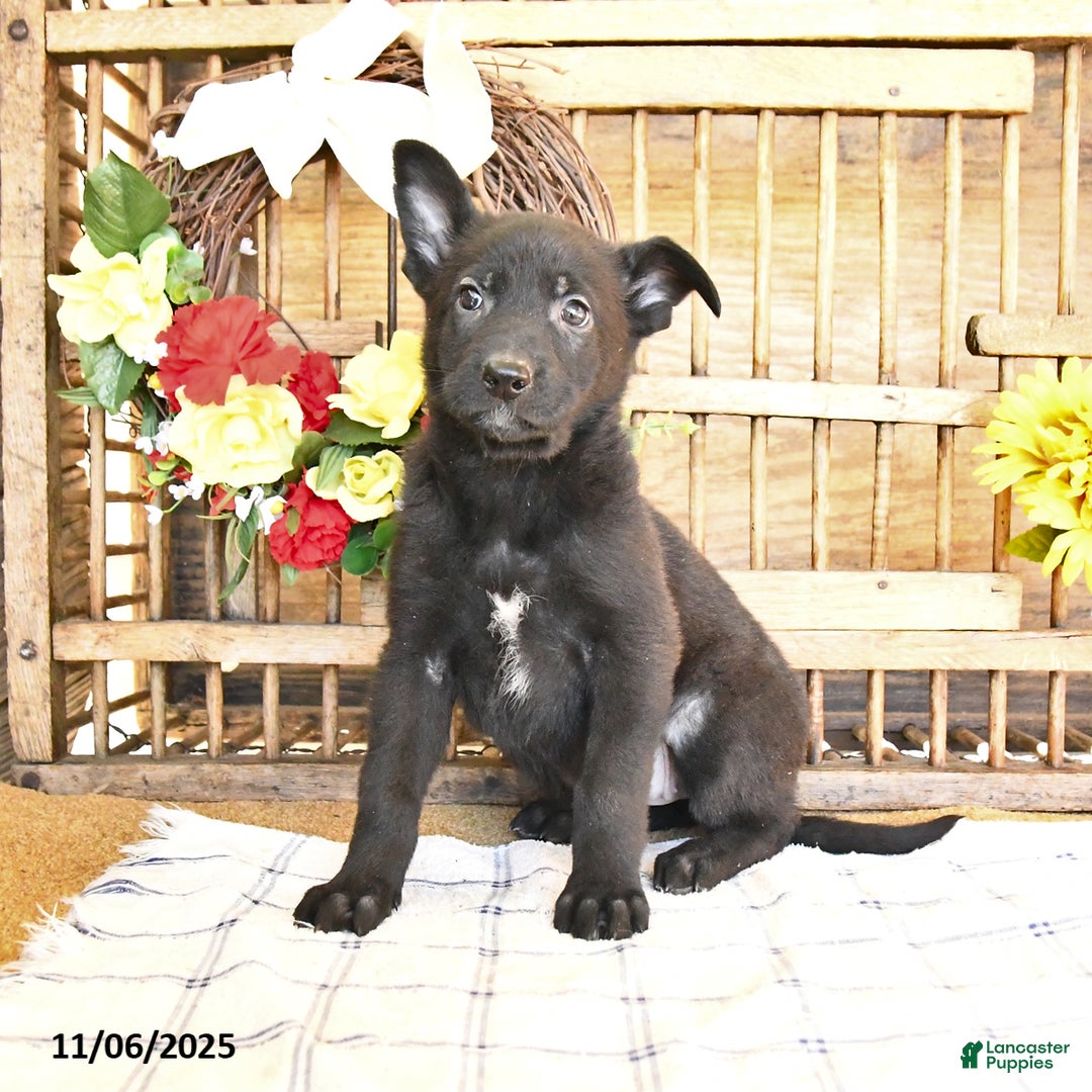 Mixed Breed dogs for sale: Olivia - Ad 3