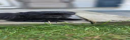 Mixed Breed dogs for sale: Andreanna - Ad 2