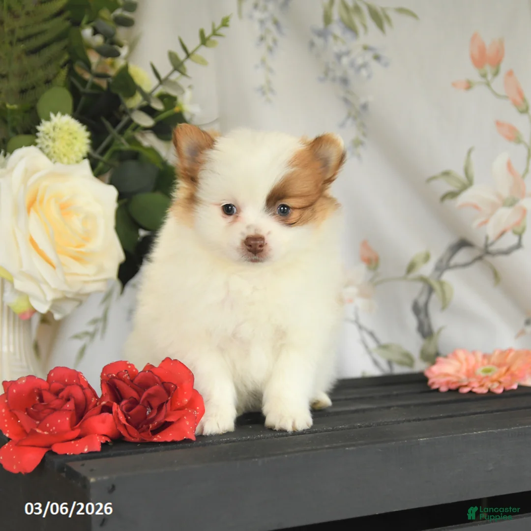 Pomeranian dogs for sale: Bradley - Ad 2