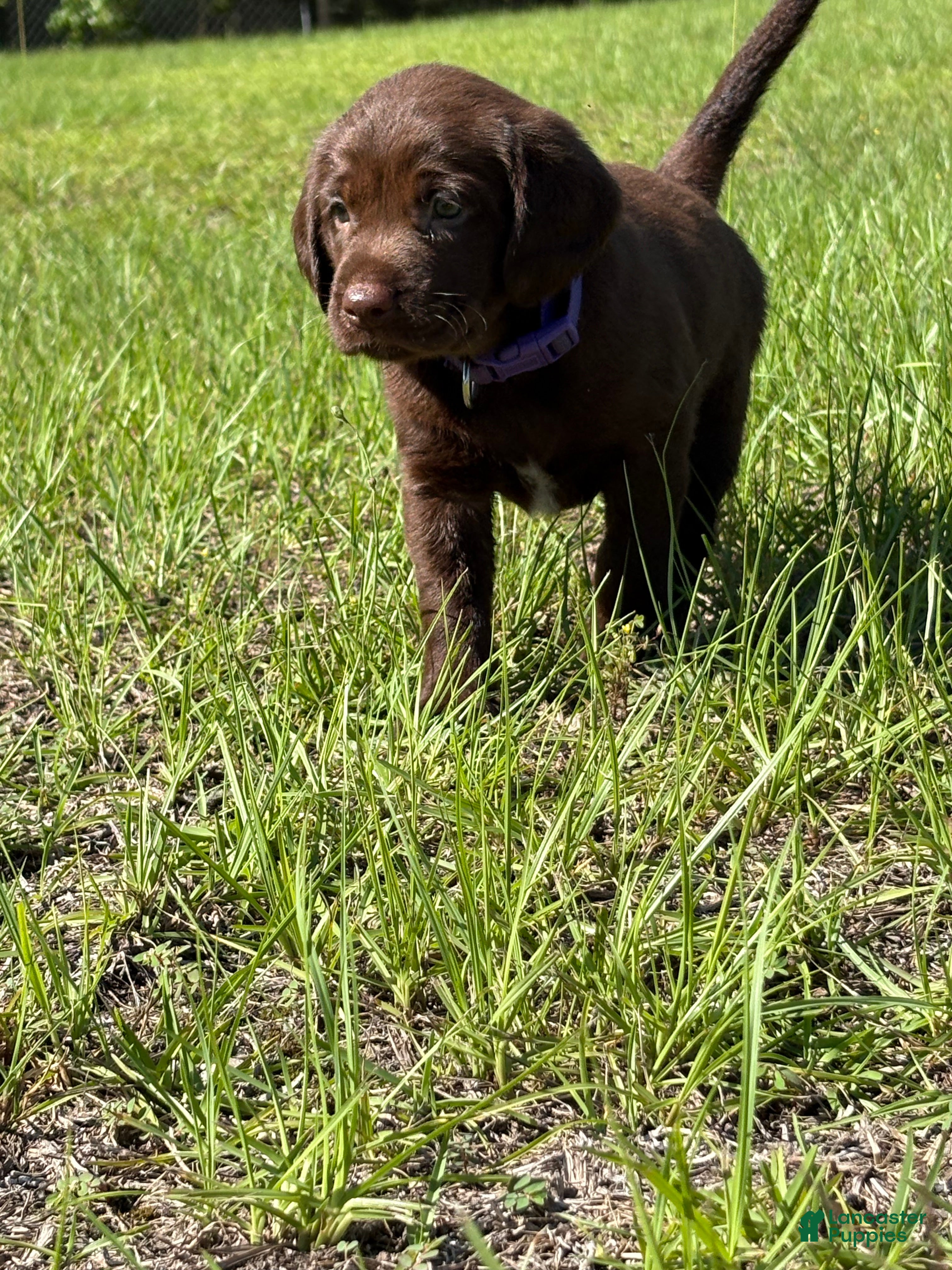Mixed Breed dogs Purple Collar Boy - Ad 18