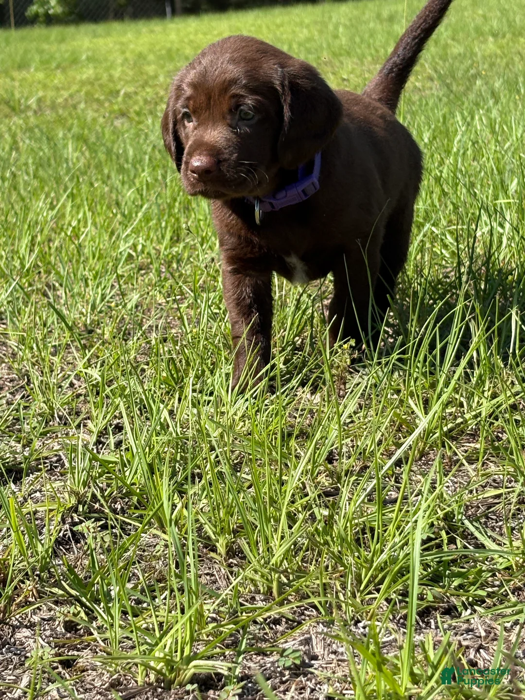 Mixed Breed dogs for sale: Purple Collar Boy - Ad 1