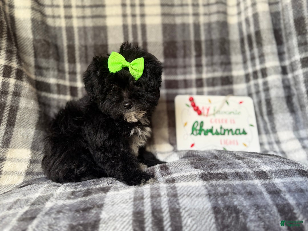 Yorkiepoo dogs for sale: Tinsel  - Ad 6