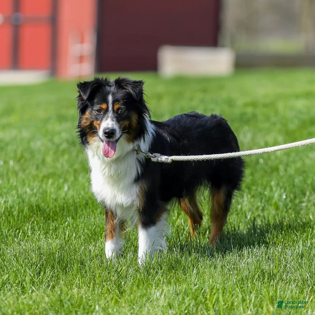 Miniature Australian Shepherd dogs for sale: Drake - Ad 6