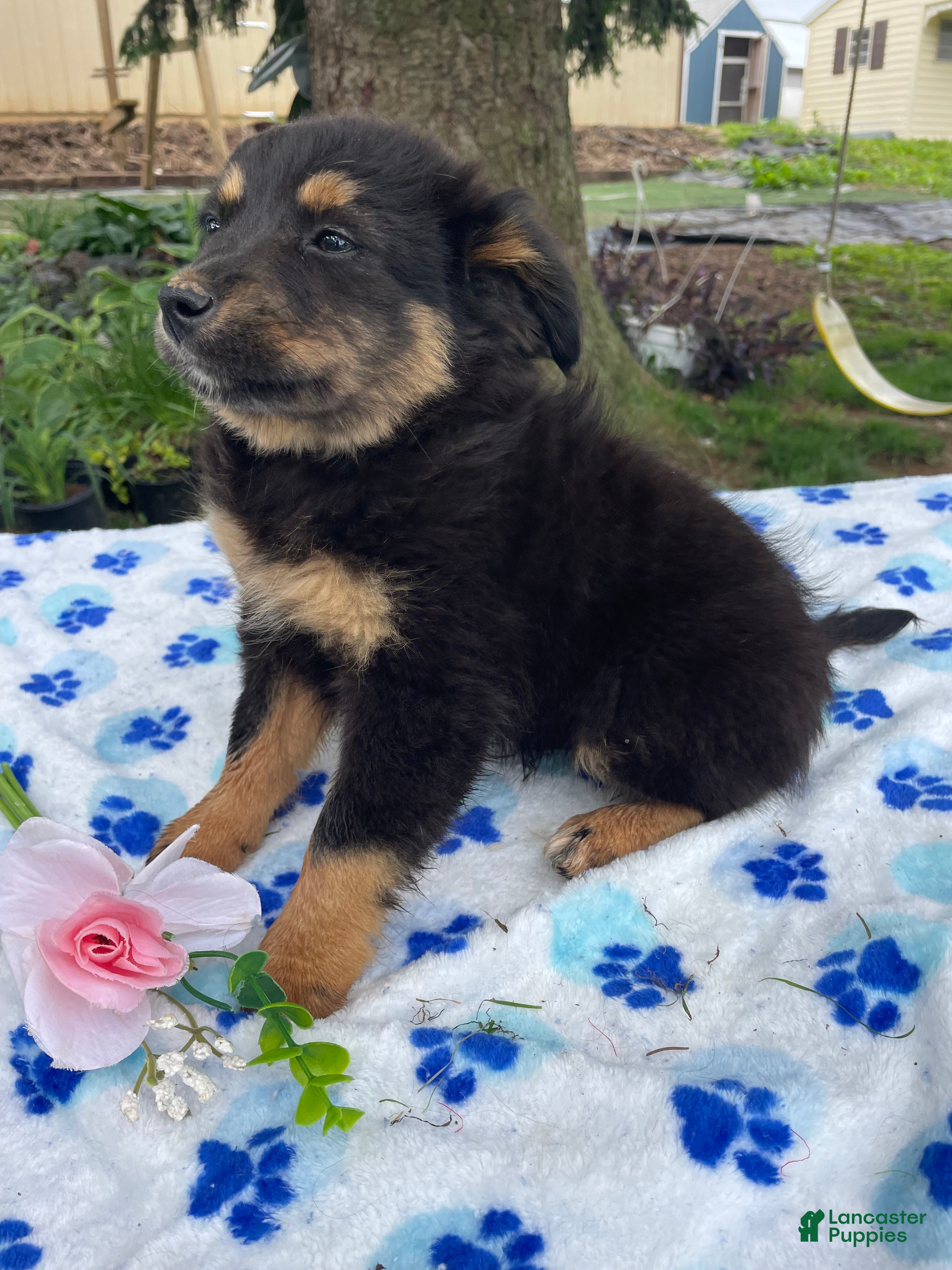 Toy Australian Shepherd dogs Bingo - Ad 4