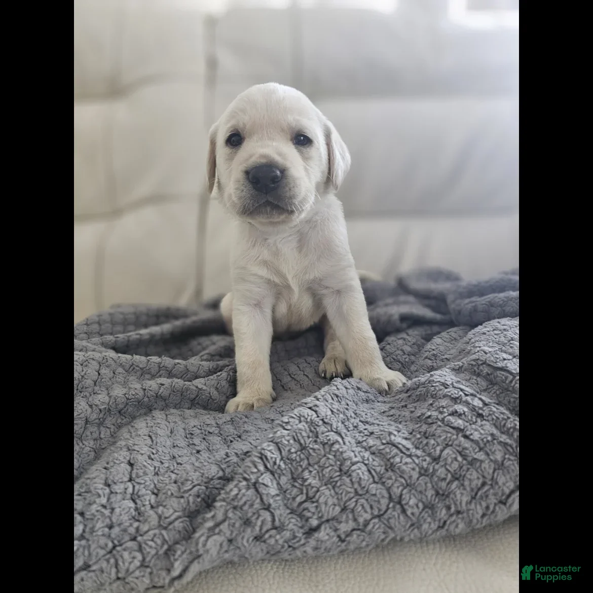 Labrador Retriever dogs for sale: Labrador Retriever Puppy 2 - Ad 1