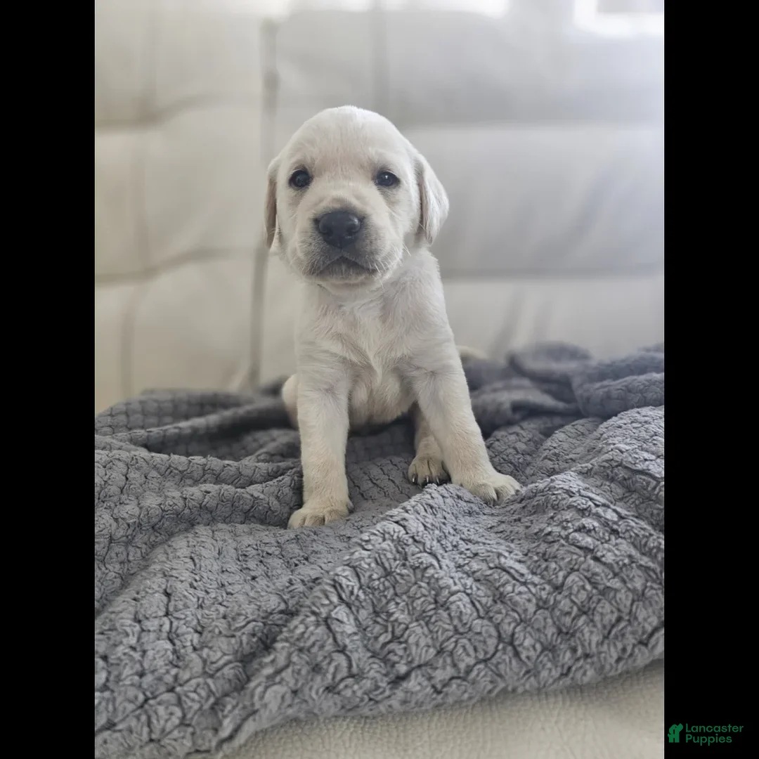 Labrador Retriever dogs for sale: Labrador Retriever Puppy 2 - Ad 1