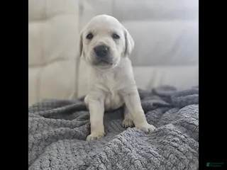 Labrador Retriever dogs for sale: Labrador Retriever Puppy 2 - Ad 1