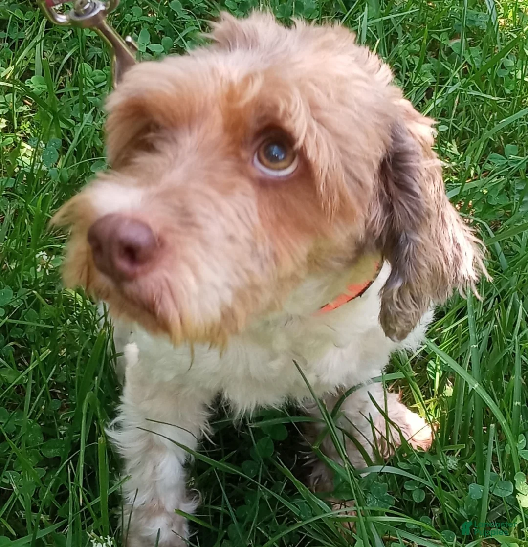 Cockapoo dogs for sale: Rusty Rooster - Ad 2