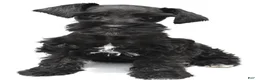 Schnoodle dogs for sale: Emma - Ad 6