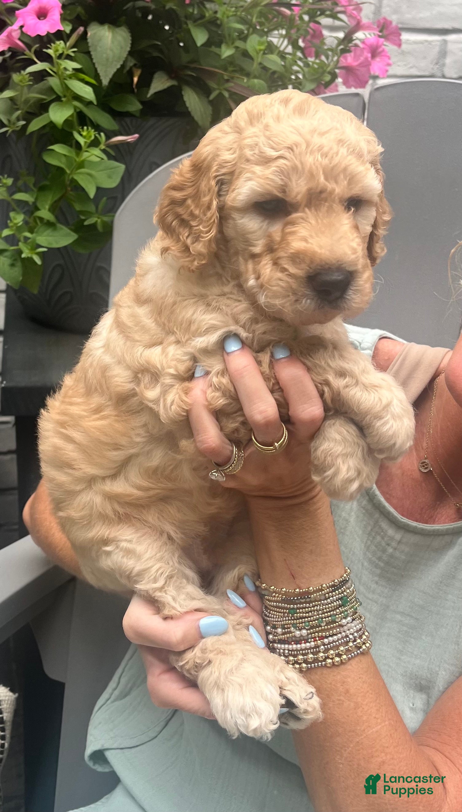 Goldendoodle dogs Goldendoodle Sprout- Green - Ad 2