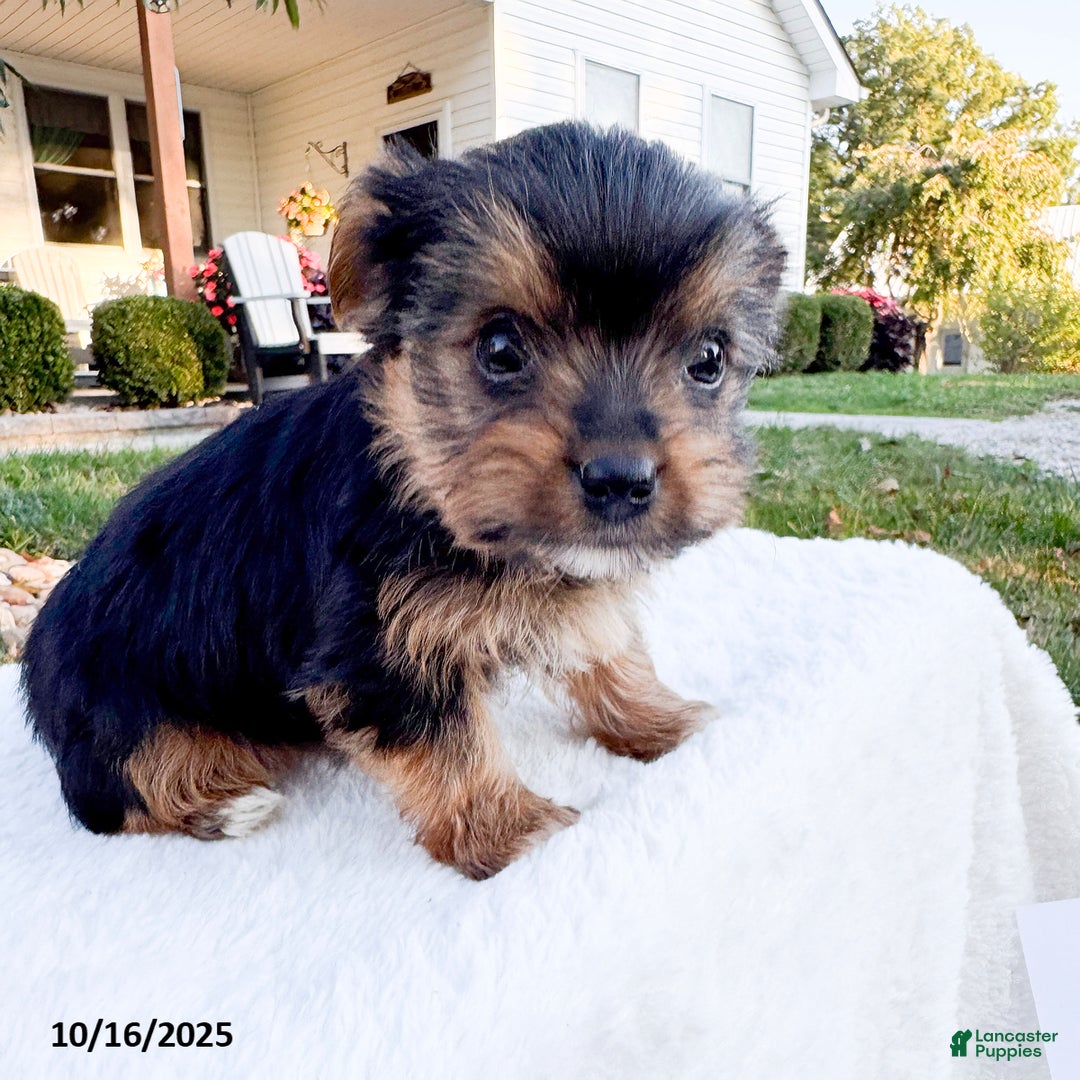 Yorkshire Terrier dogs for sale: Teddy - Ad 2