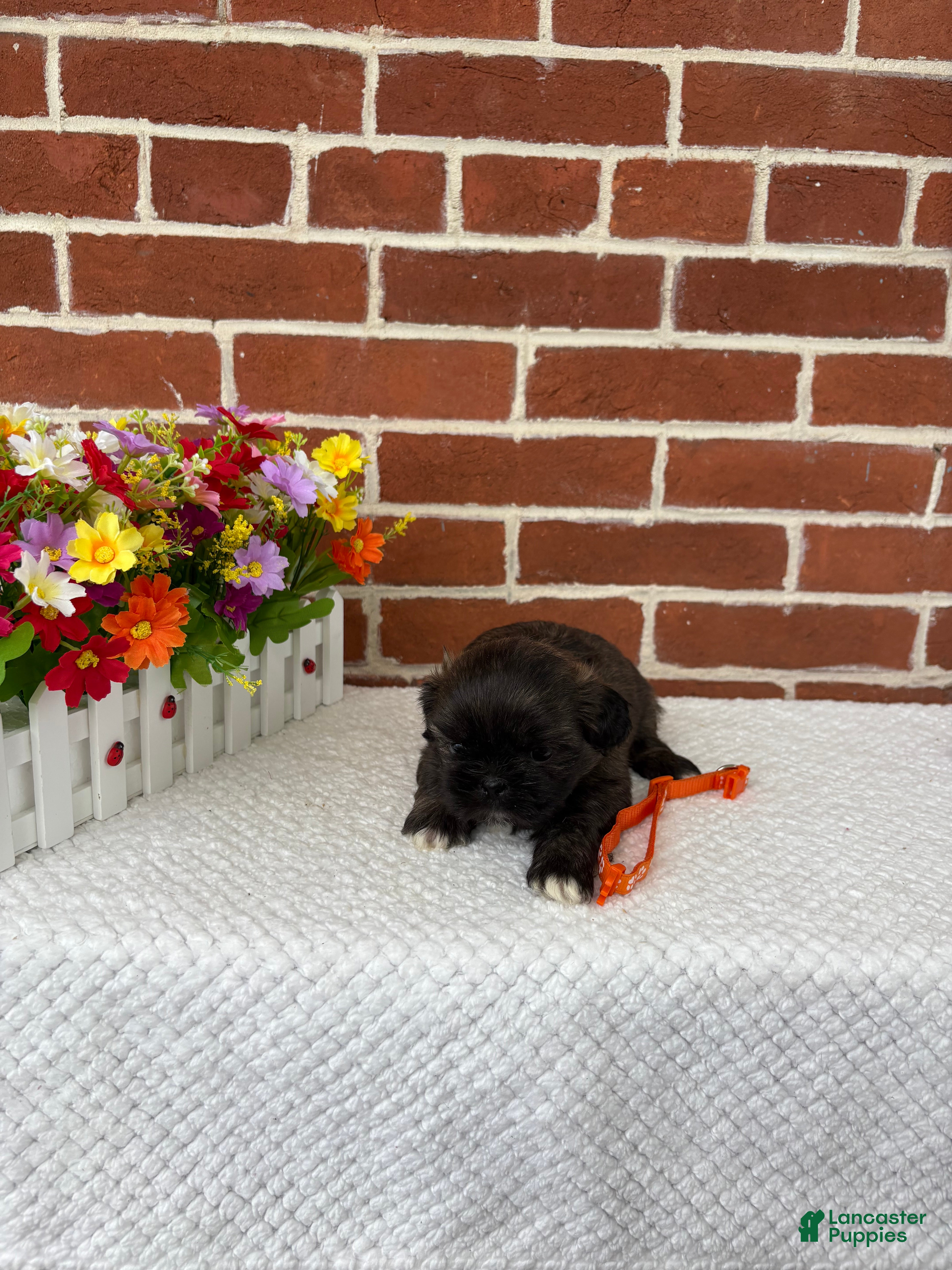 Shih Tzu dogs for sale: Lenny - Ad 6