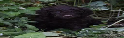 Standard Poodle dogs for sale: Standard Poodle 6 Dark Brown - Ad 10