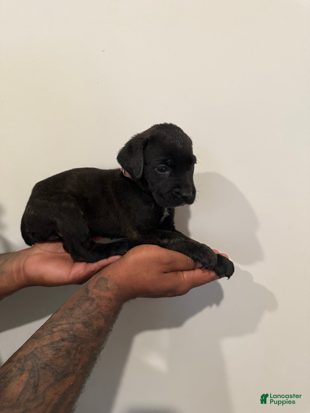 Cane Corso dogs for sale: Xena - Ad 3