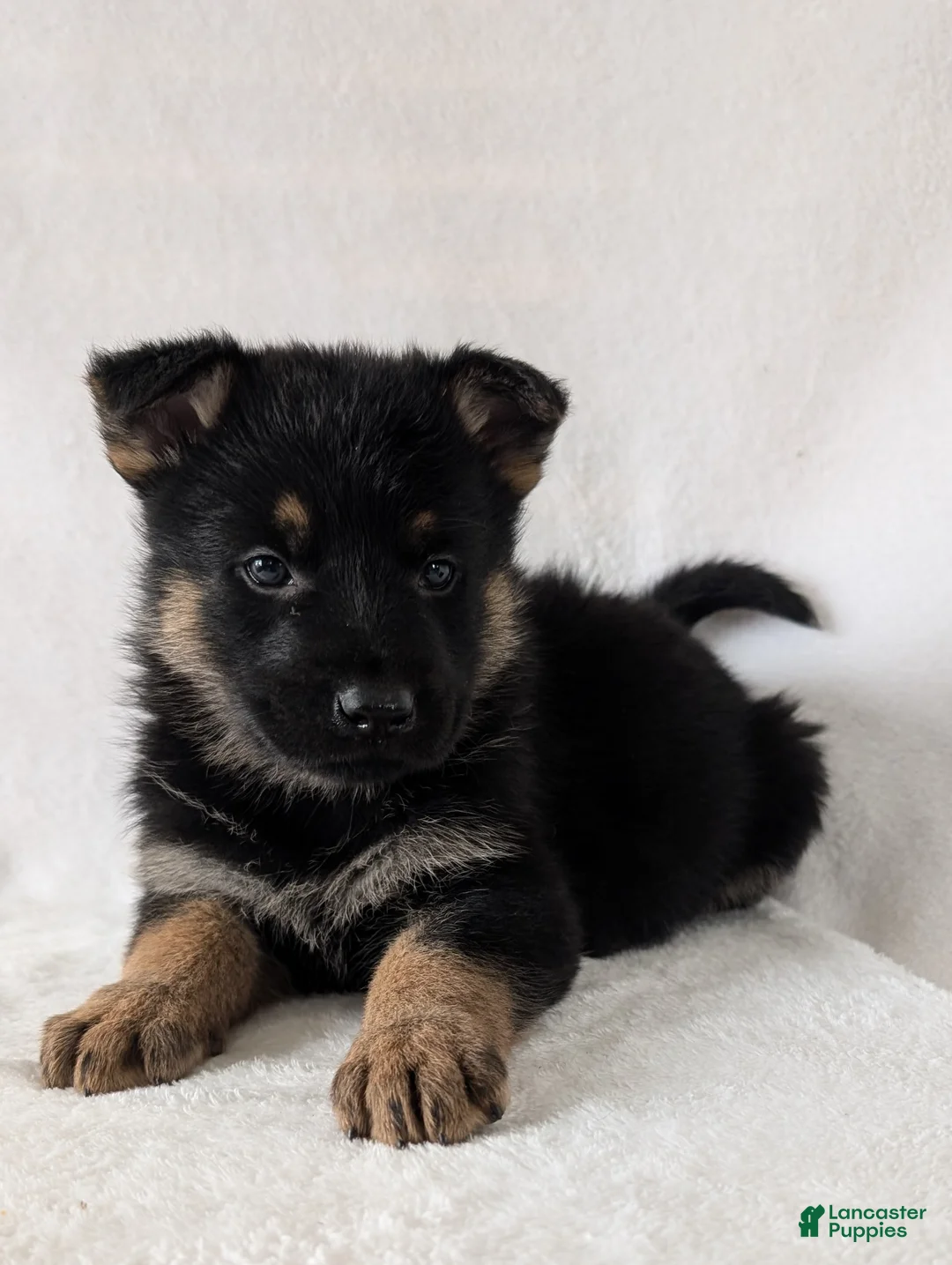 German Shepherd dogs for sale: Fancy  - Ad 4