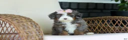 Mini Bernedoodle dogs for sale: Sophie - Ad 9