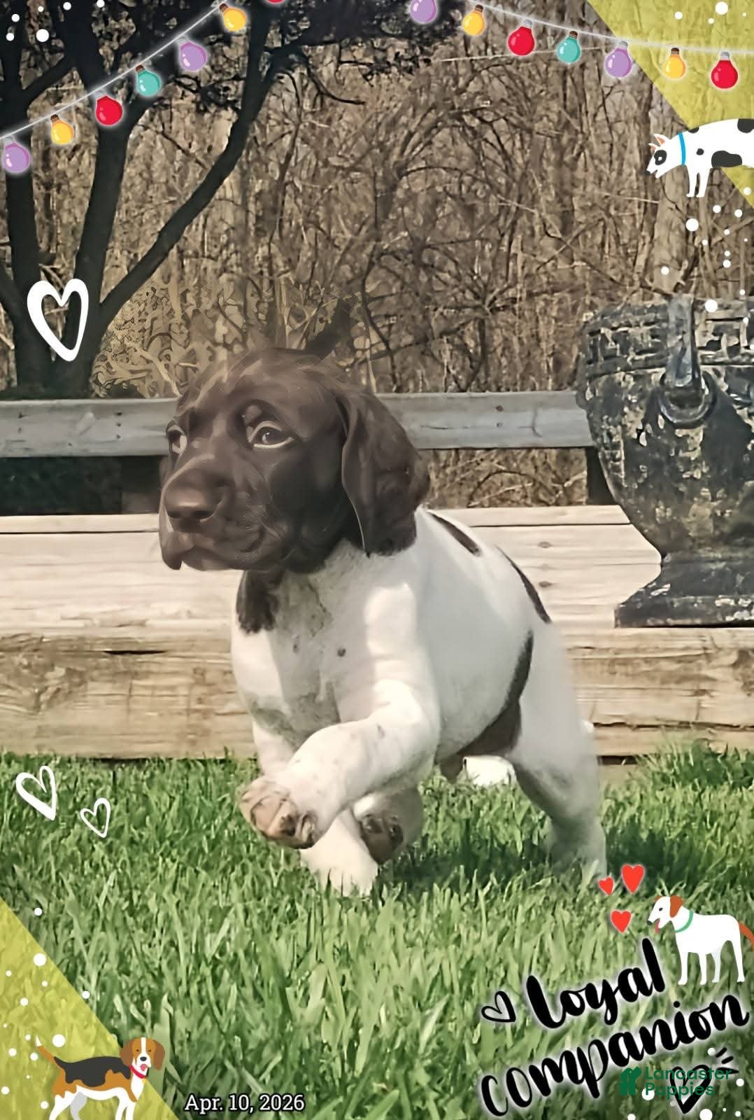 German Shorthaired Pointer dogs German Shorthaired Pointer Puppy 2 - Ad 17