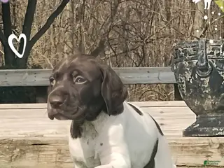 German Shorthaired Pointer dogs German Shorthaired Pointer Puppy 2 - Ad 17
