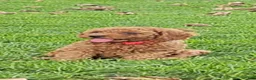 Miniature Poodle dogs for sale: Copper - AKC Mini Poodle - Ad 4