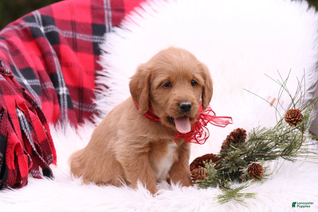 Labradoodle dogs for sale: Mia - Ad 4