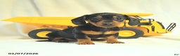Miniature Dachshund dogs for sale: Destiny - Ad 2