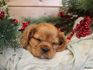 Cavalier King Charles Spaniel dogs Zachary - Ad 3