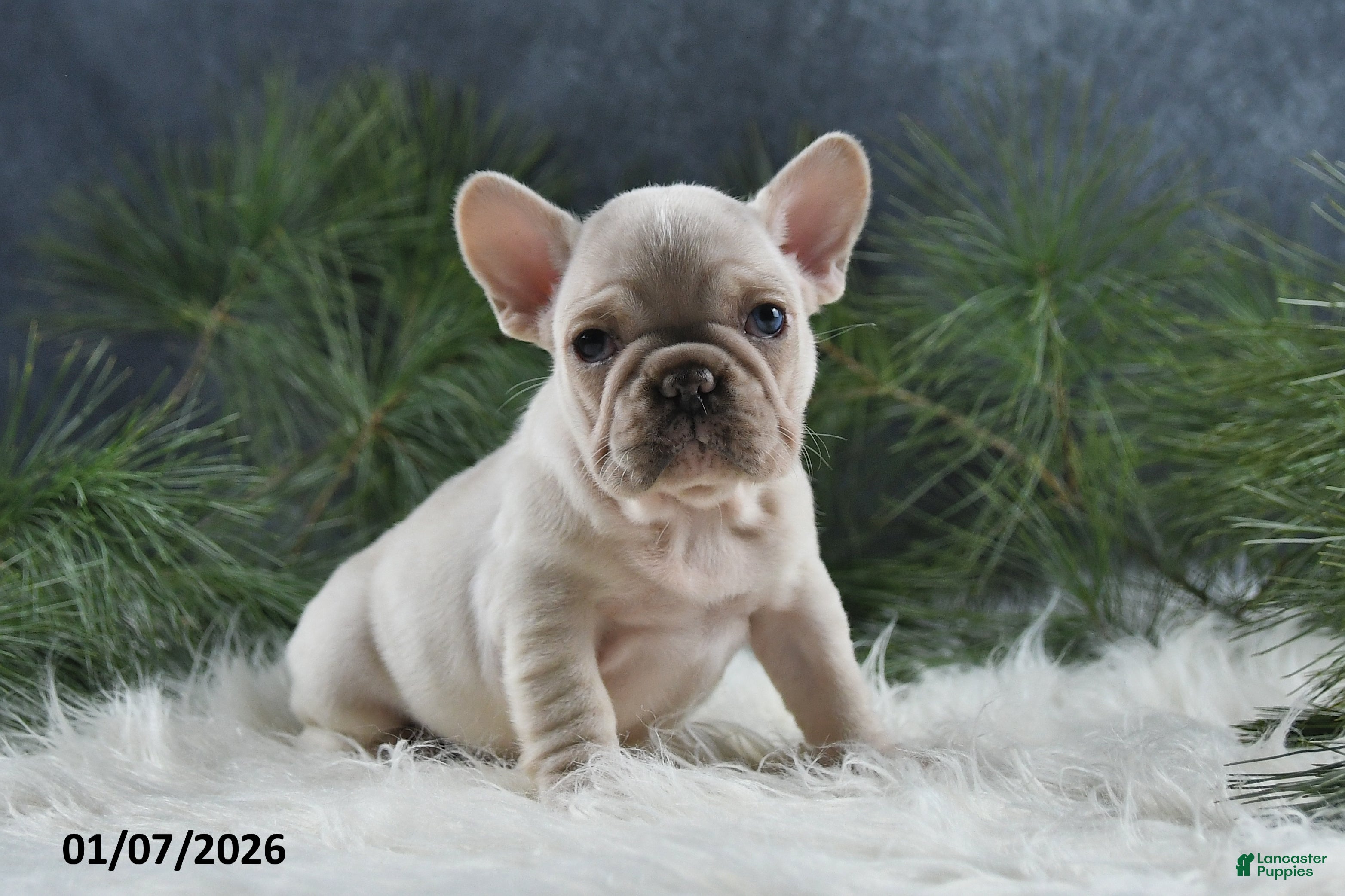 French Bulldog dogs Ashley - Ad 5