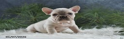 French Bulldog dogs for sale: Ashley - Ad 1
