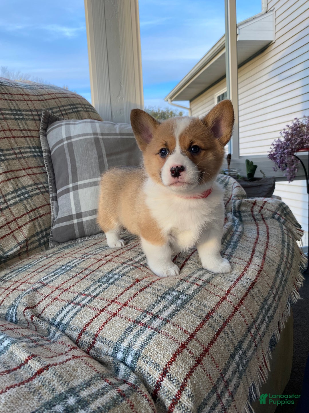 Welsh Corgi Pembroke dogs for sale: Welsh Corgi Pembroke Puppy 1 - Ad 1