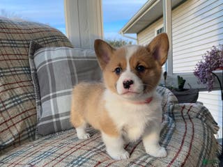 Welsh Corgi Pembroke dogs Welsh Corgi Pembroke Puppy 1 - Ad 39