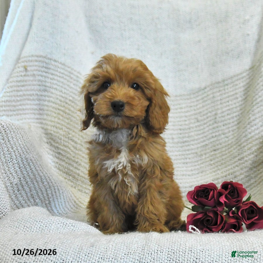 Cockapoo dogs for sale: Mason - Ad 2