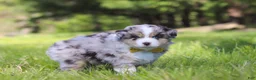 Australian Shepherd dogs for sale: Chase - Ad 5
