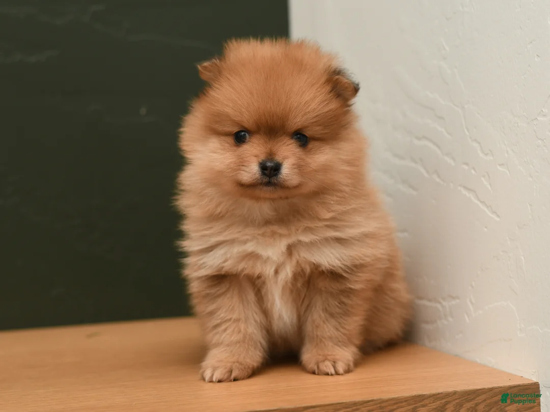 Pomeranian dogs for sale: Pixie - Ad 3