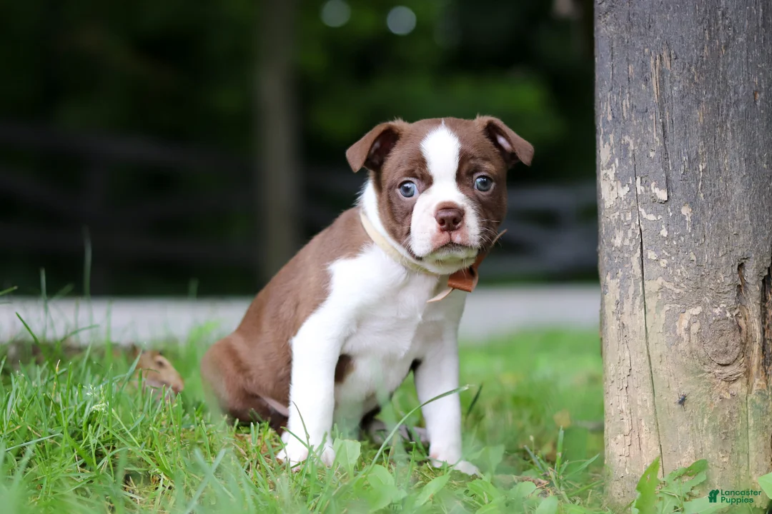 Boston Terrier dogs for sale: Champ - Ad 1