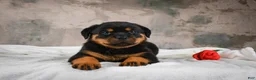 Rottweiler dogs for sale:  Sasha 🐾 - Ad 7