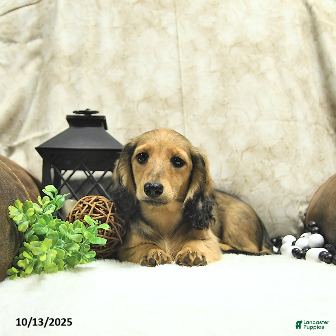 Miniature Dachshund dogs for sale: Fredrick - Ad 12