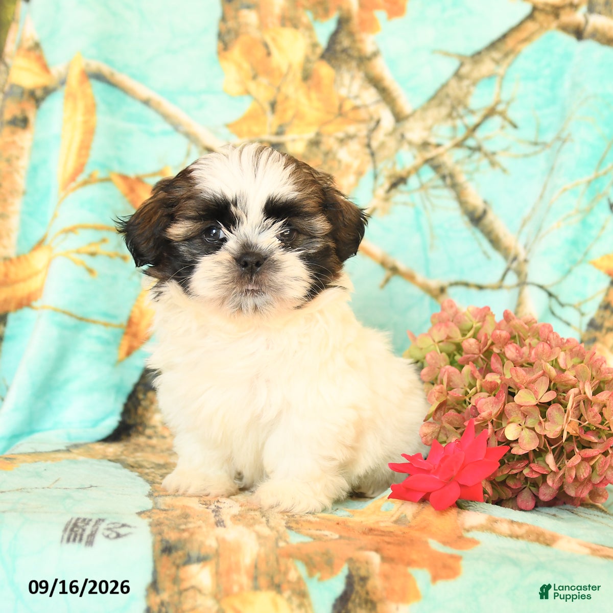 Shih Tzu dogs Lolipop - Ad 2