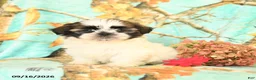 Shih Tzu dogs for sale: Lolipop - Ad 2