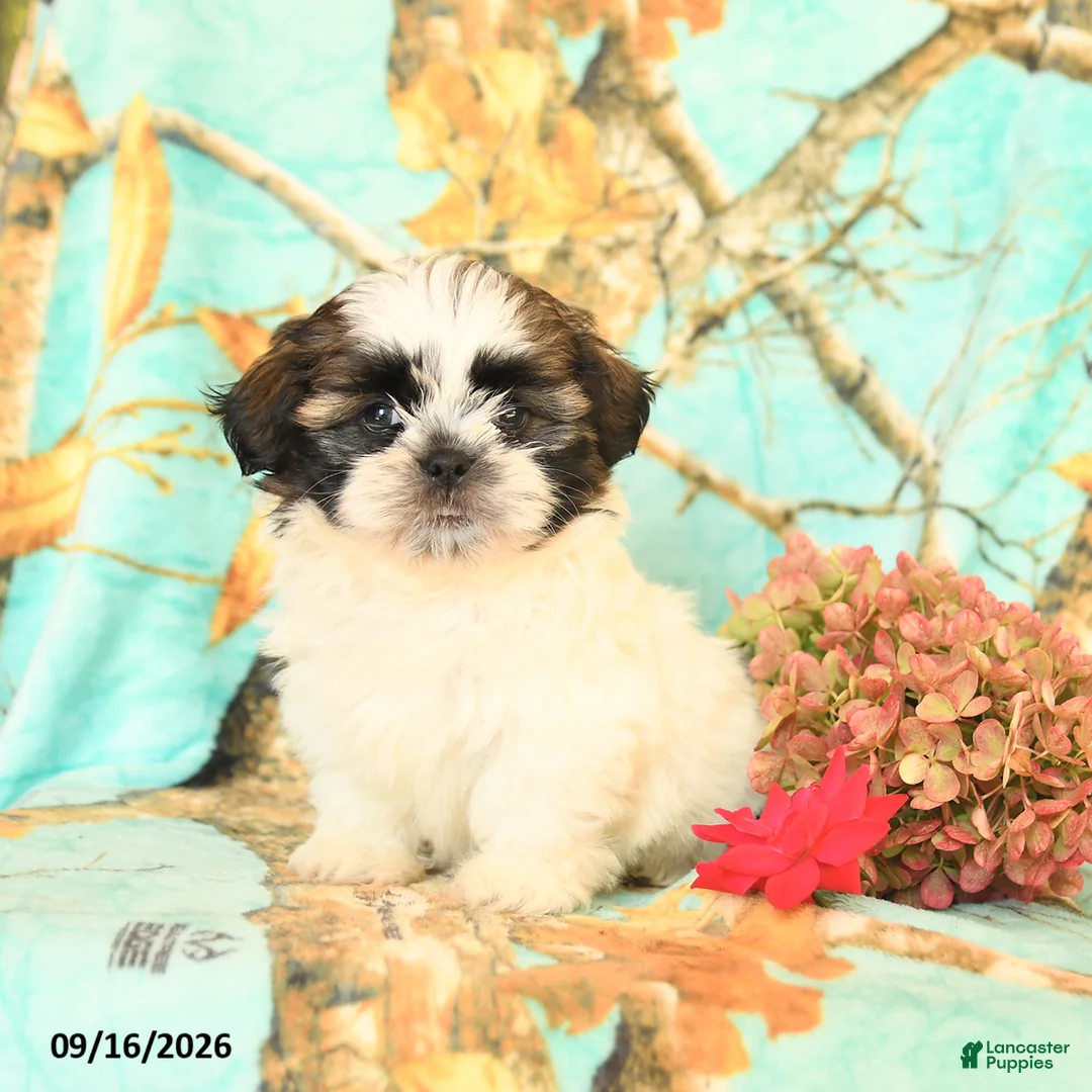 Shih Tzu dogs for sale: Lolipop - Ad 2