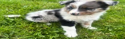 Australian Shepherd dogs for sale: Thing 2 - Ad 3