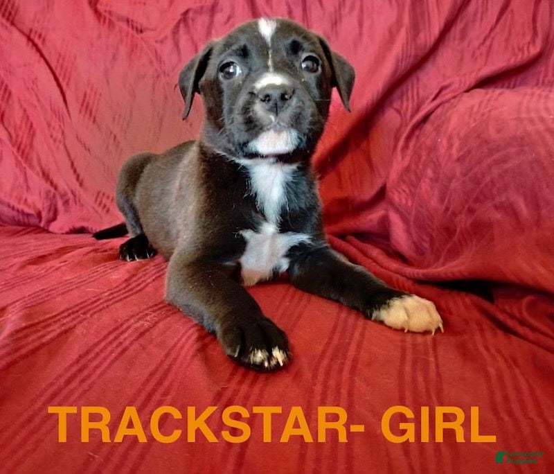 Mixed Breed dogs Trackstar - Ad 19