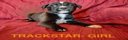 Mixed Breed dogs for sale: Trackstar - Ad 1