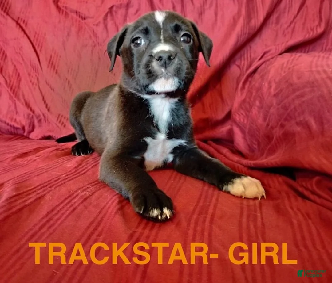 Mixed Breed dogs for sale: Trackstar - Ad 1