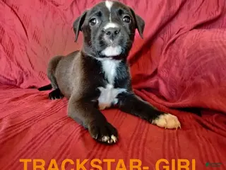 Mixed Breed dogs Trackstar - Ad 13